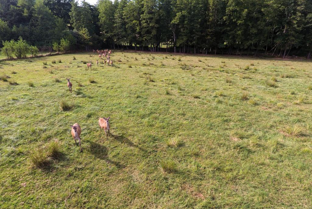 Gite Des Biches Birkenwald Exterior photo